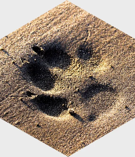 Impronta di cane sulla sabbia bagnata